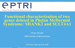 video Functional characterization of two genes deleted in Phelan McDermid Syndrome: SHANK3 and SULT4A1