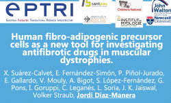 Human fibro-adipogenic precursor cells as a new tool for investigating antifibrotic drugs in muscular dystrophies